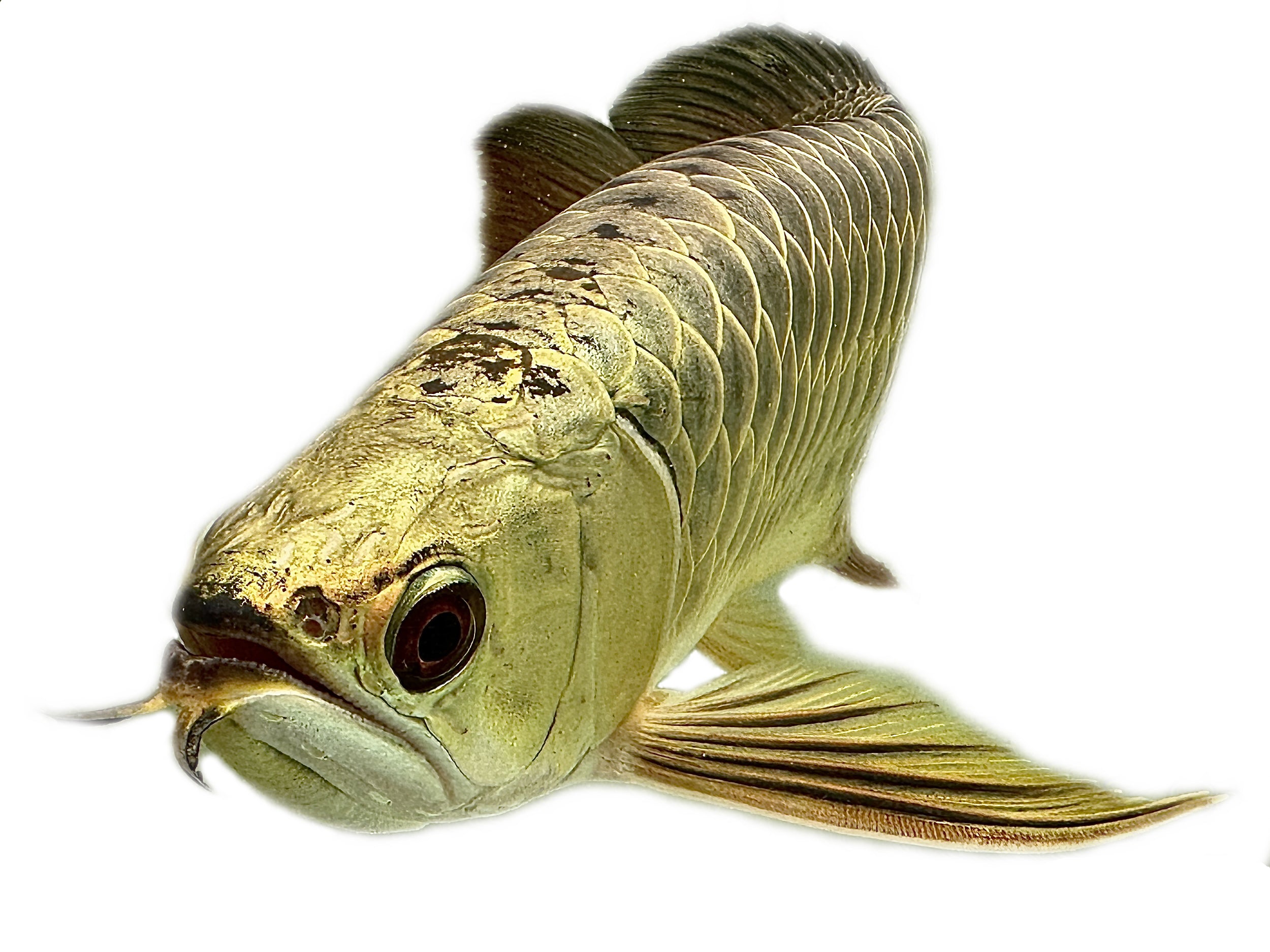 Arowanas – Duketown Monsters, image size:2500x1875