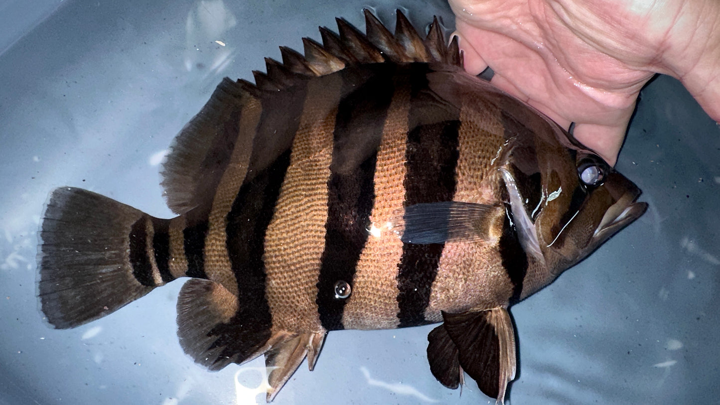 Sumatra Tiger 27cm (thick bars)