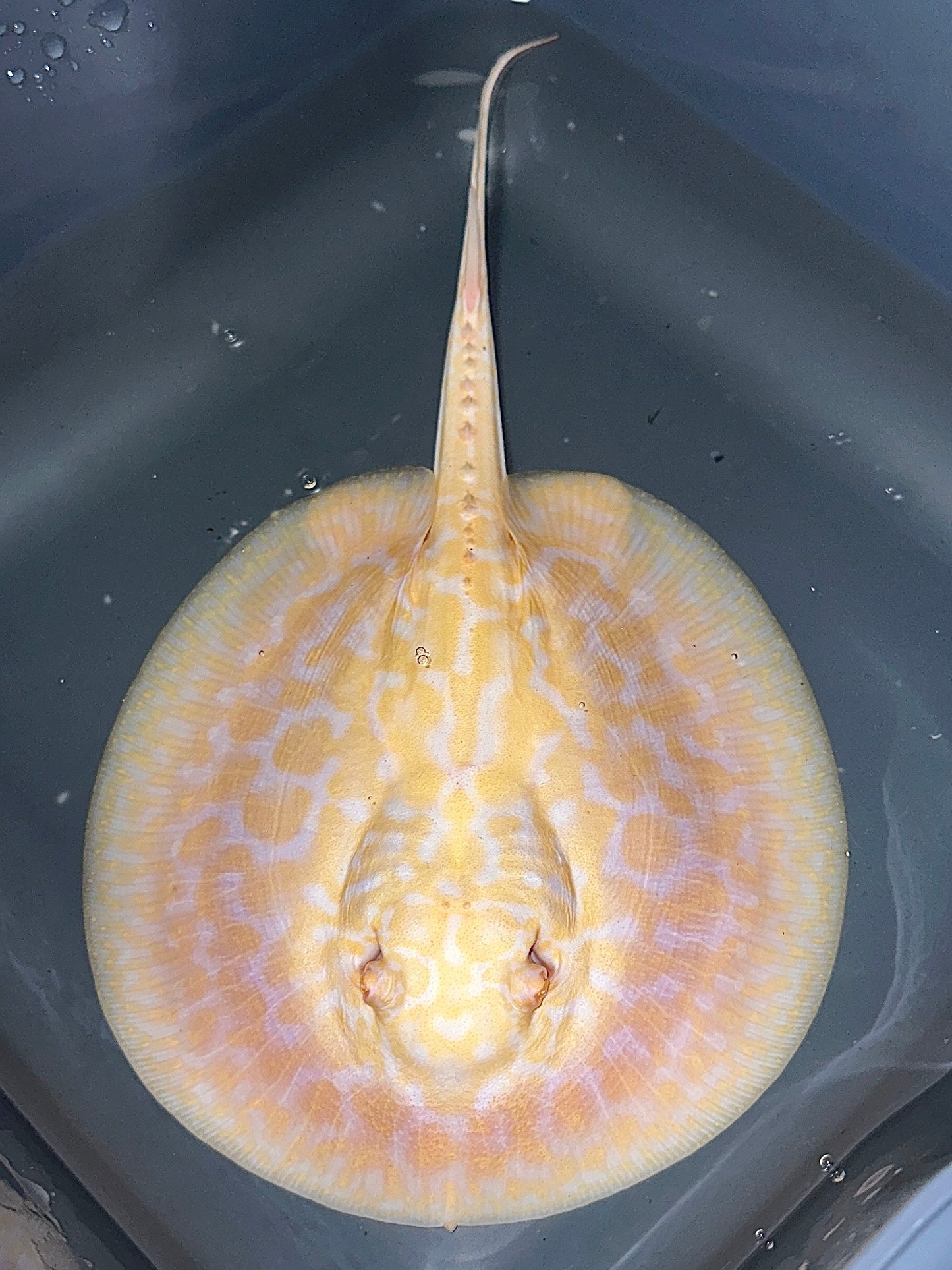 Albino Goldenbase Hybrid Male 23cm