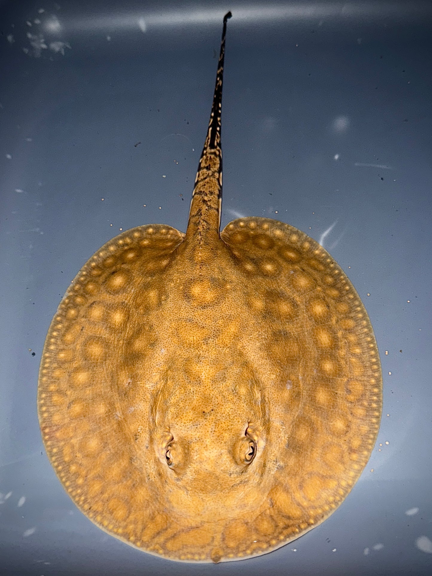 Boesemani 75% x King Henlei 25% Male 14 cm (unique and will become very colorful and beautiful)