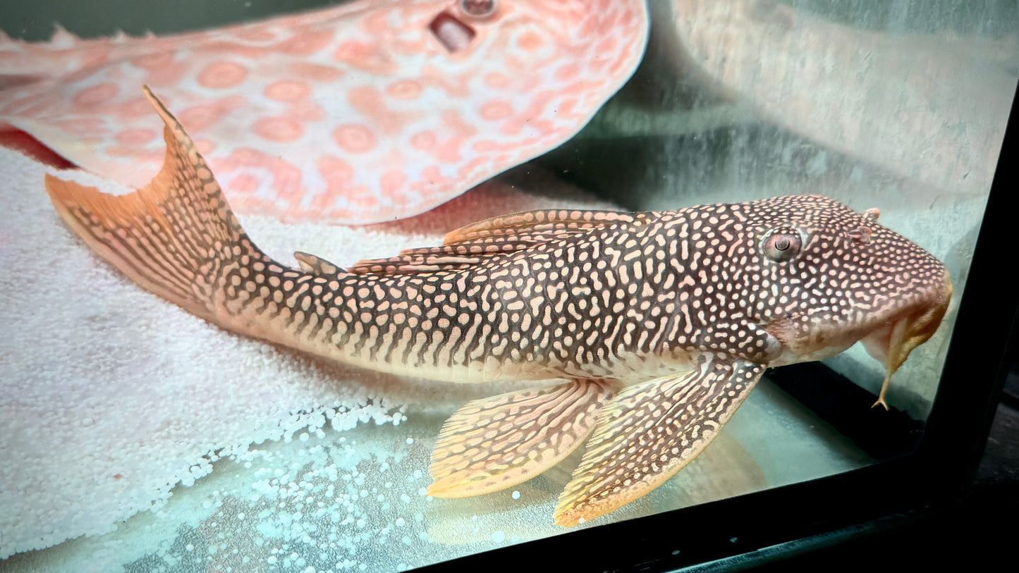 L14 Sunshine Pleco 25-27cm (selected super quality)