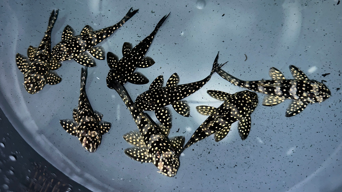 L48 Scobiancistrus cf. Pariolispos 8-10cm