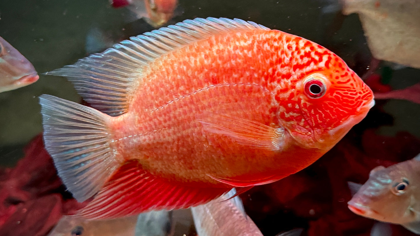 RED SPOTTED HEROS 17CM - HEROS SP.