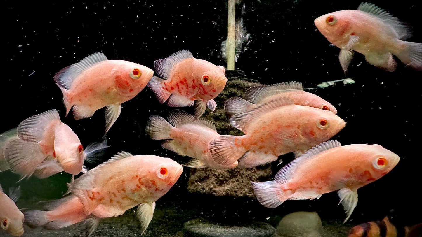 10pcs Albino Oscars 15 cm