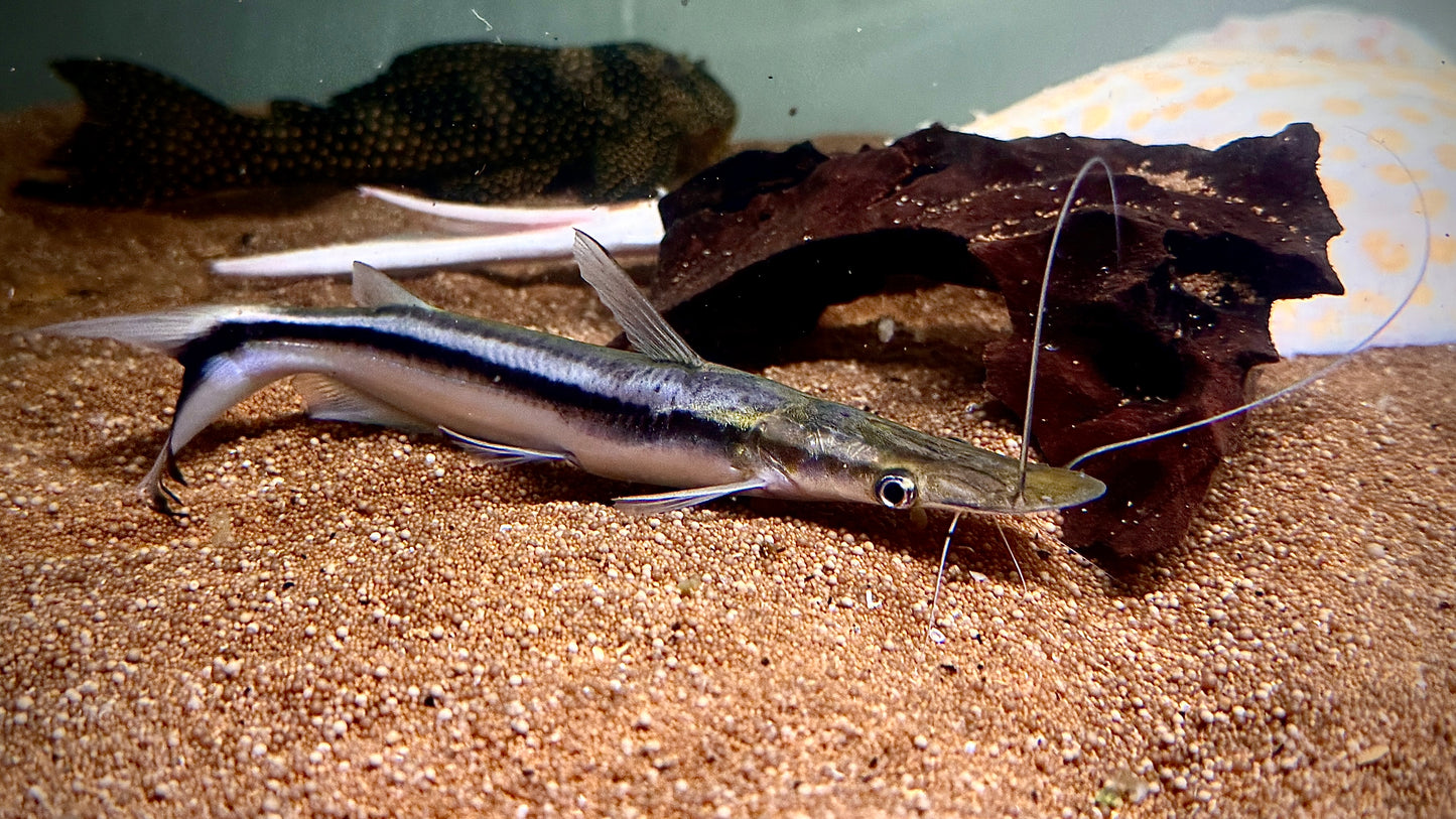 DUCKBILL CATFISH 23CM - SORUBIM LIMA