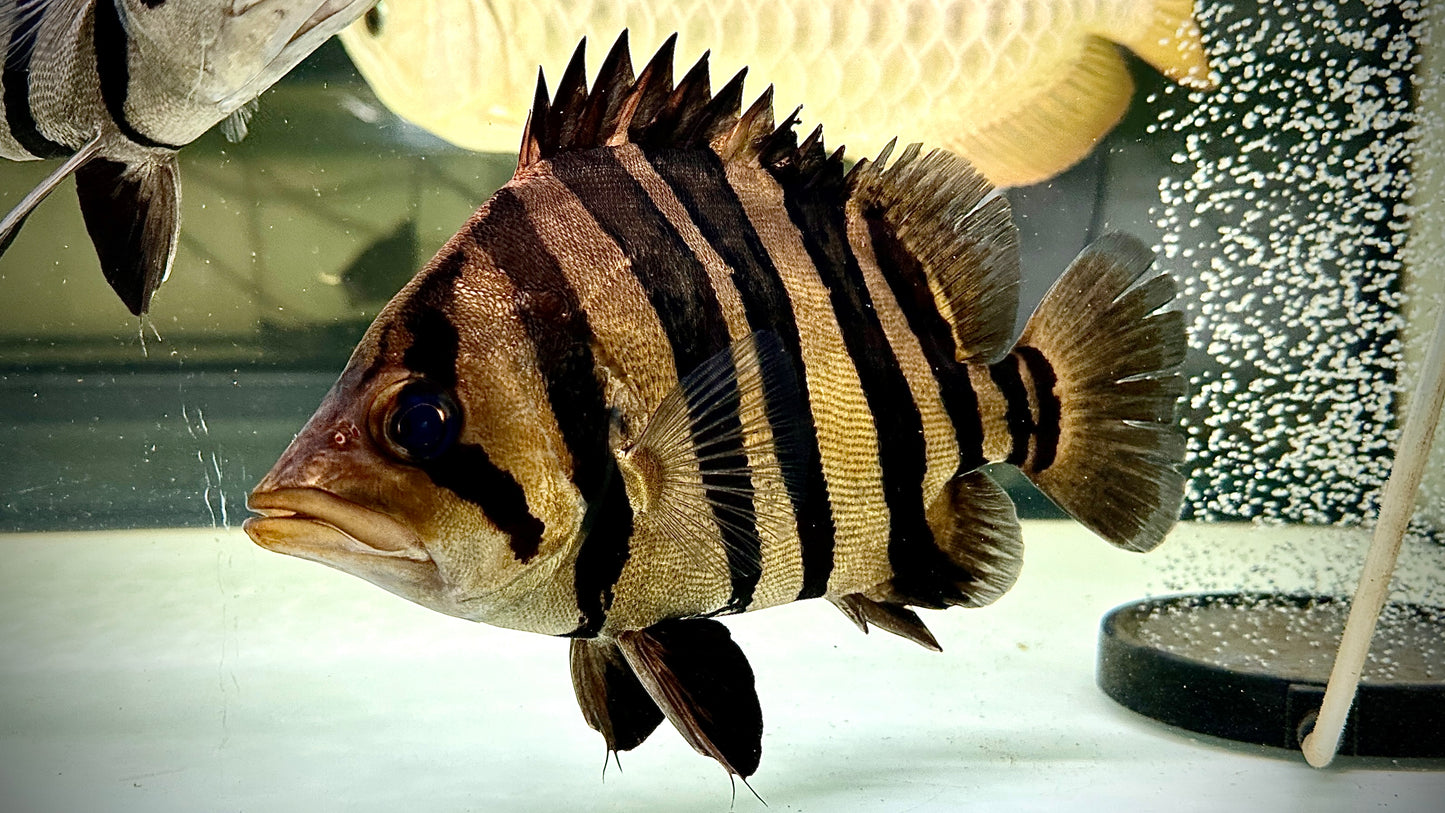 Sumatra Tiger 24cm, highbody, perfect bar