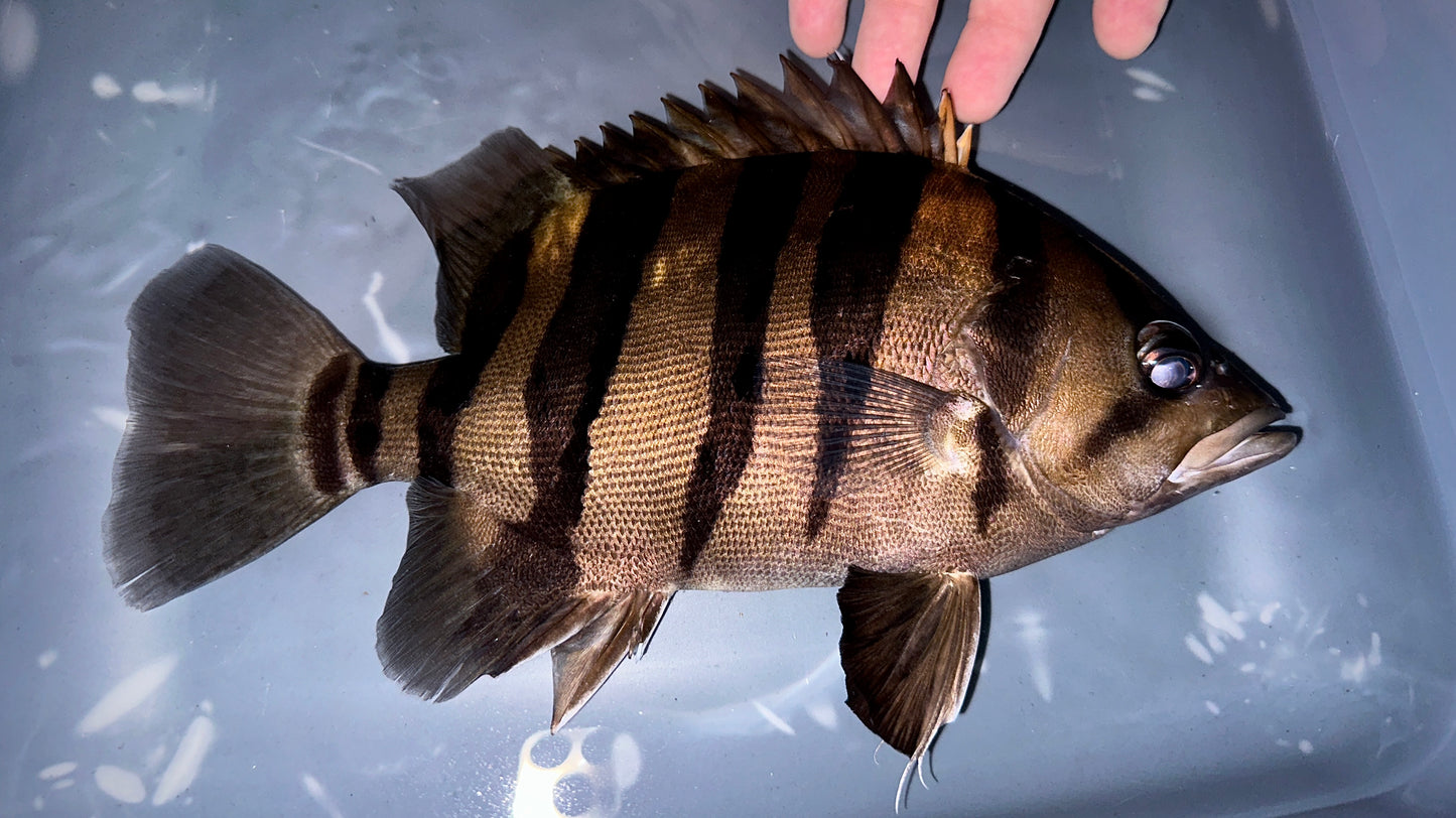 Sumatra Tiger 27cm