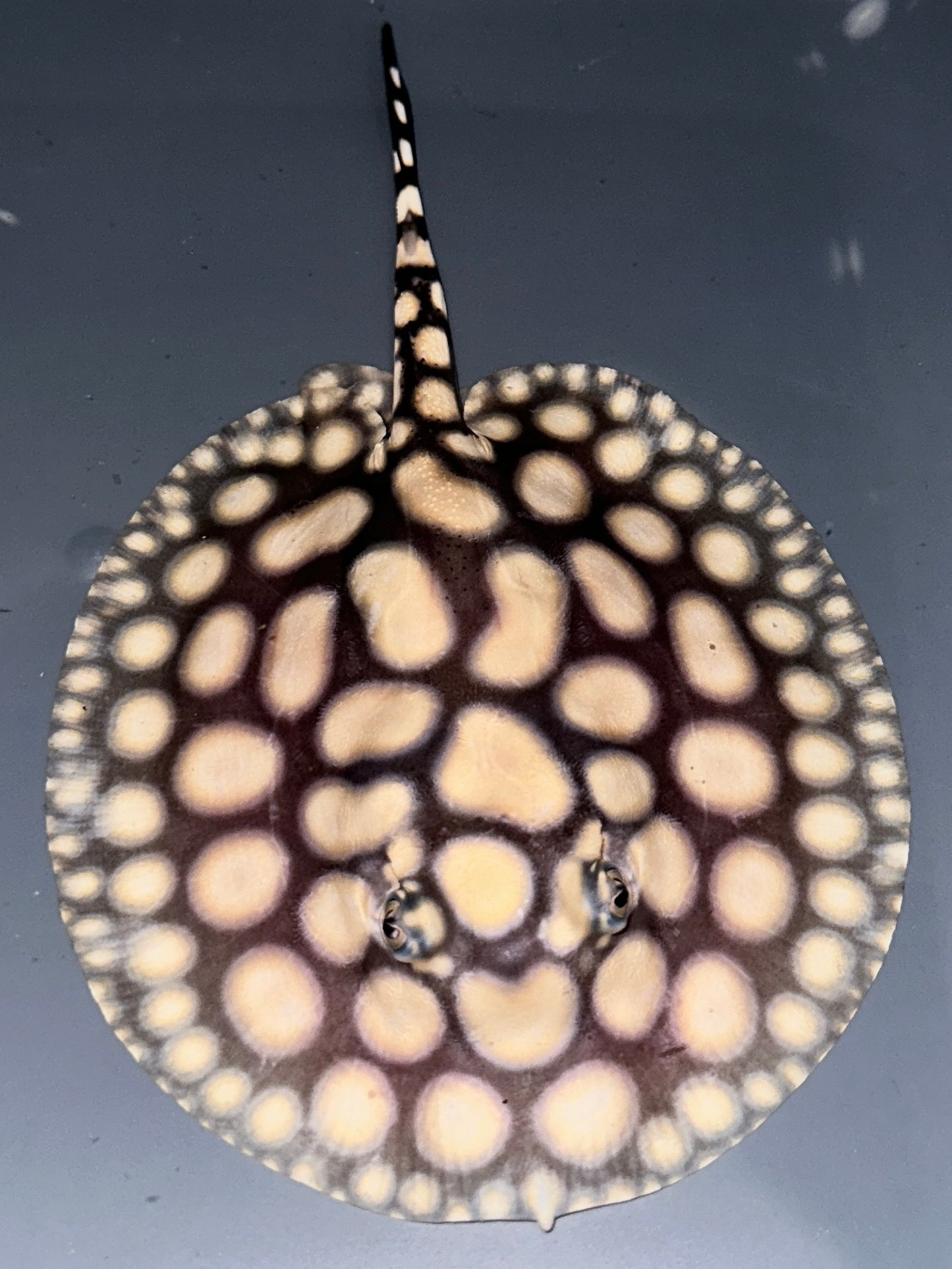 Bigspot Male 14cm