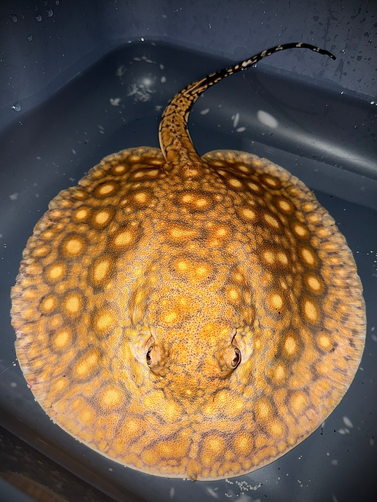 BOESEMANI 75% X KING HENLEI 25% MALE 25CM - POTAMOTRYGON SP. (much stronger than Boes.)