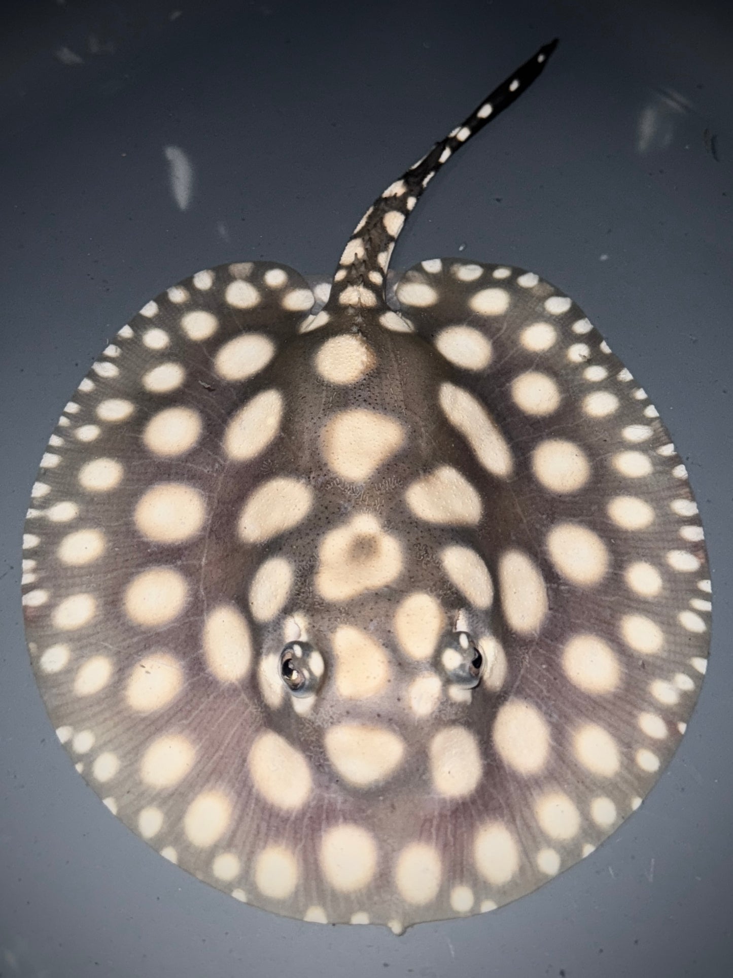 Superwhite x Blackdiamond Female 15cm