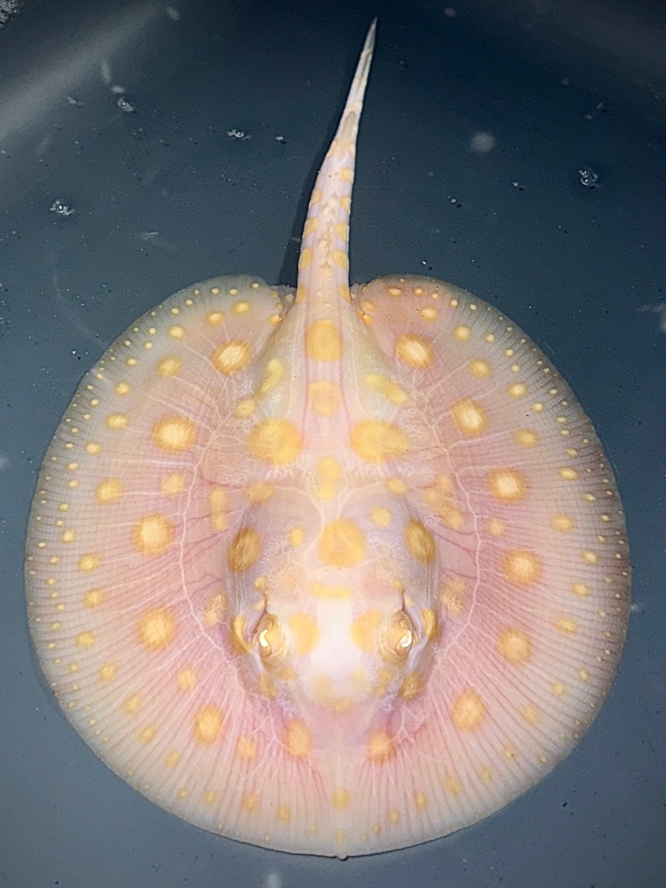 White Diamond Male 12cm (still on bloodworm)
