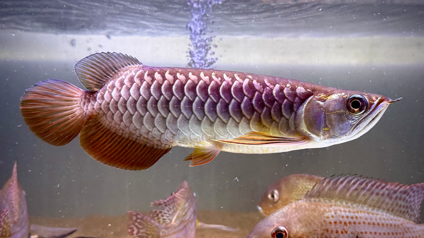 Highback Golden Arowana 20cm