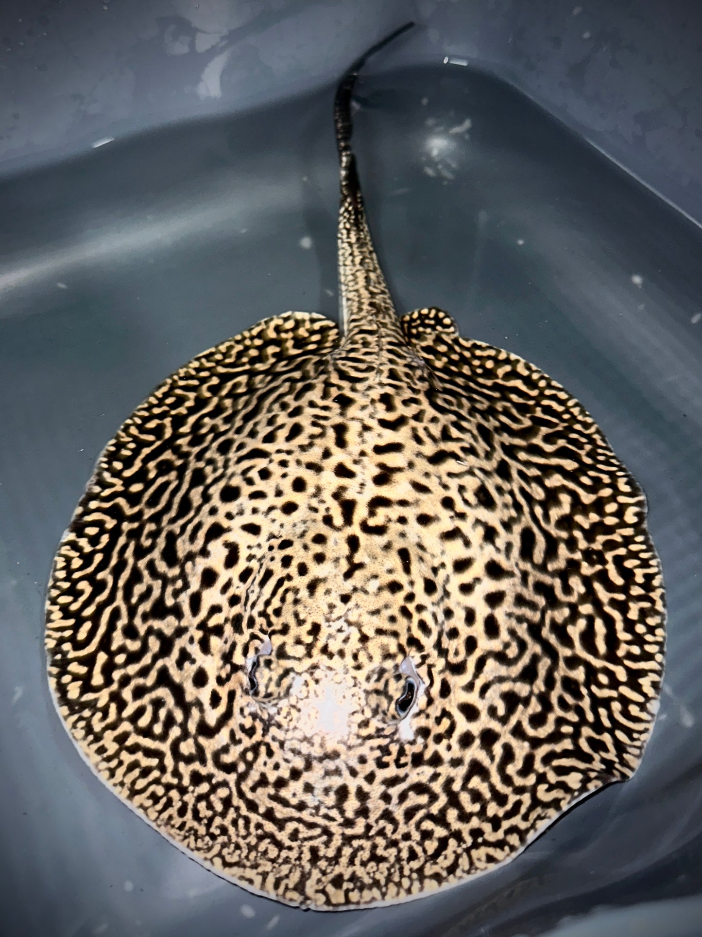 Panda Pearl Male 20cm (super pattern)