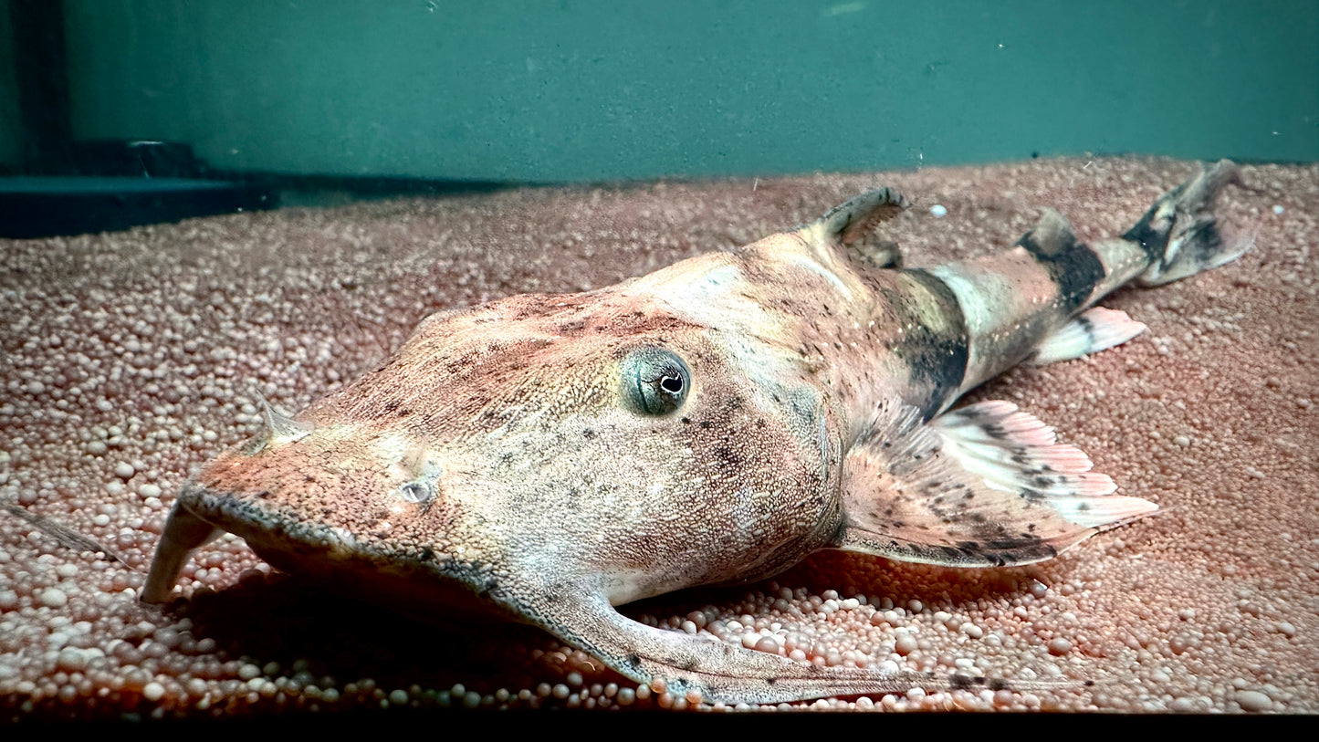 Devil Catfish, Goonch 30cm (Bagarius Yarelli)