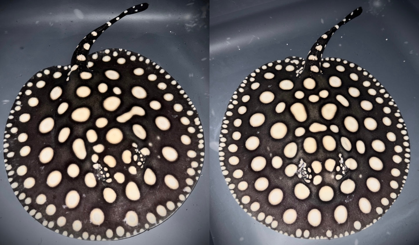BLACK DIAMOND PAIR 20CM SELECTED - POTAMOTRYGON LEOPOLDI (pure wild bloodline guaranteed)