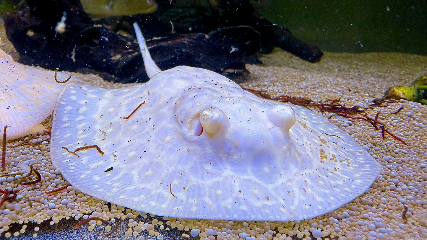 Albino Goldenbase Pearl Female 12cm