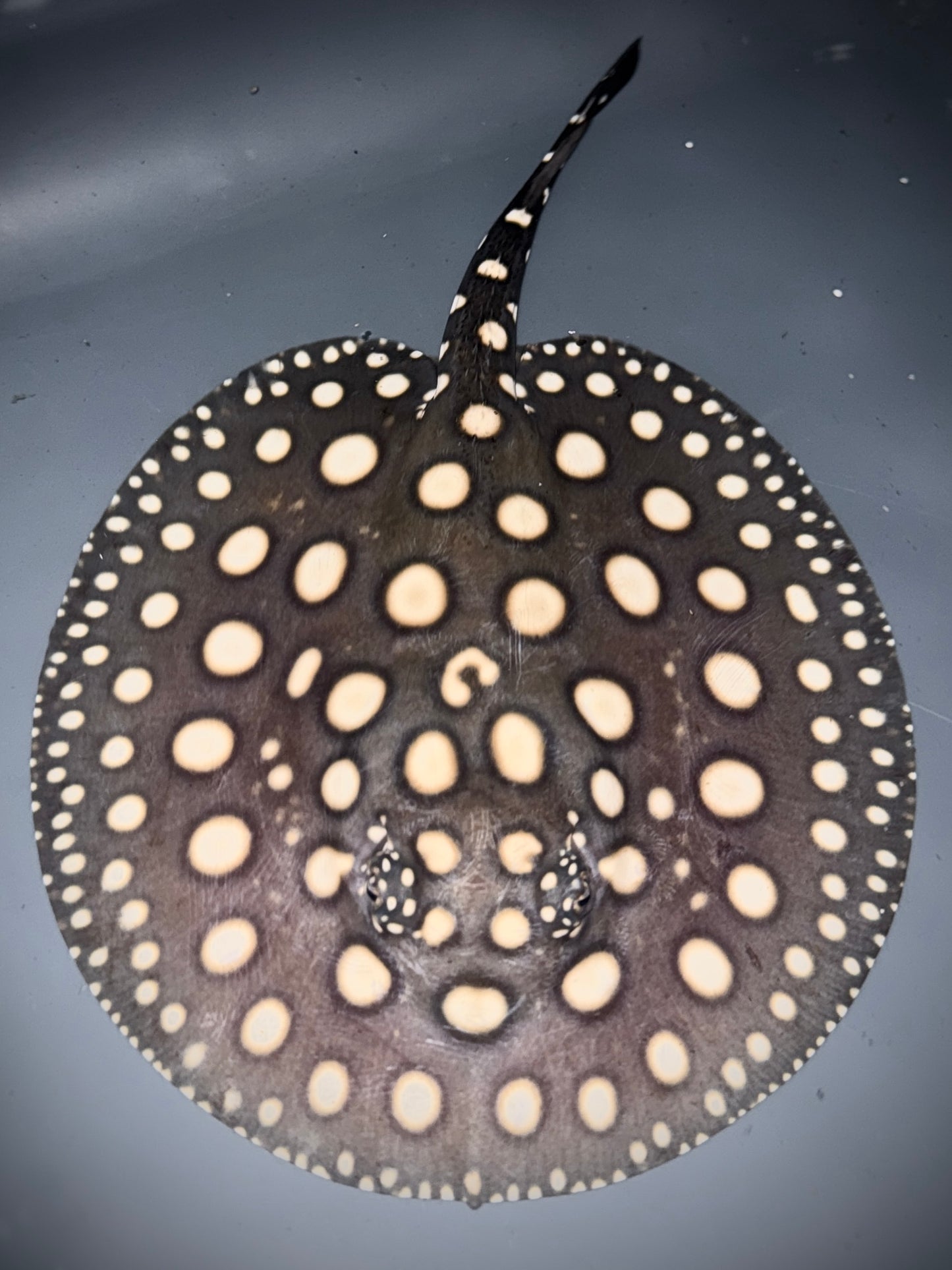 BLACK DIAMOND MALE 16CM - POTAMOTRYGON LEOPOLDI (pure wild bloodline guaranteed)