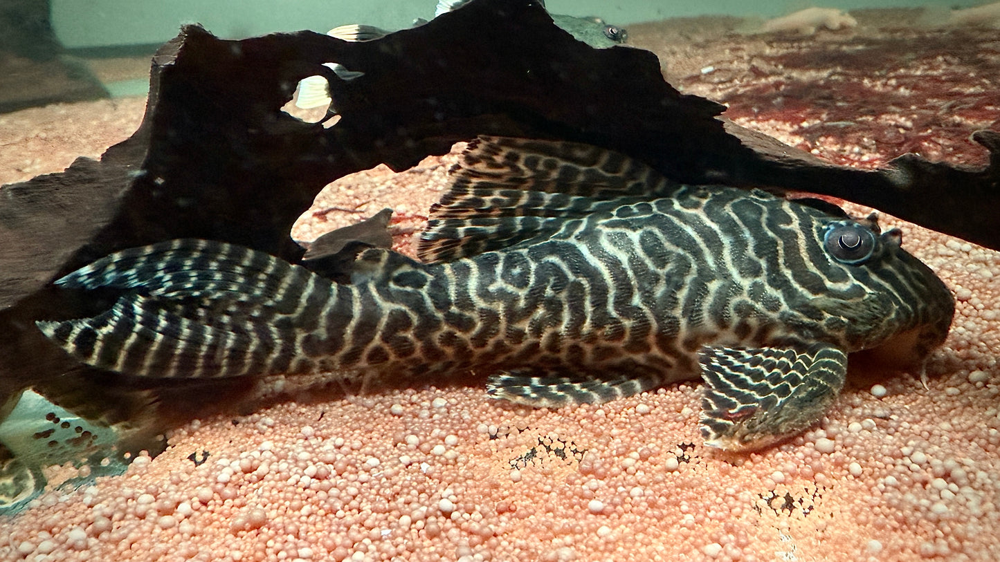 L66 King Tiger Pleco 13cm (adult ready to breed)