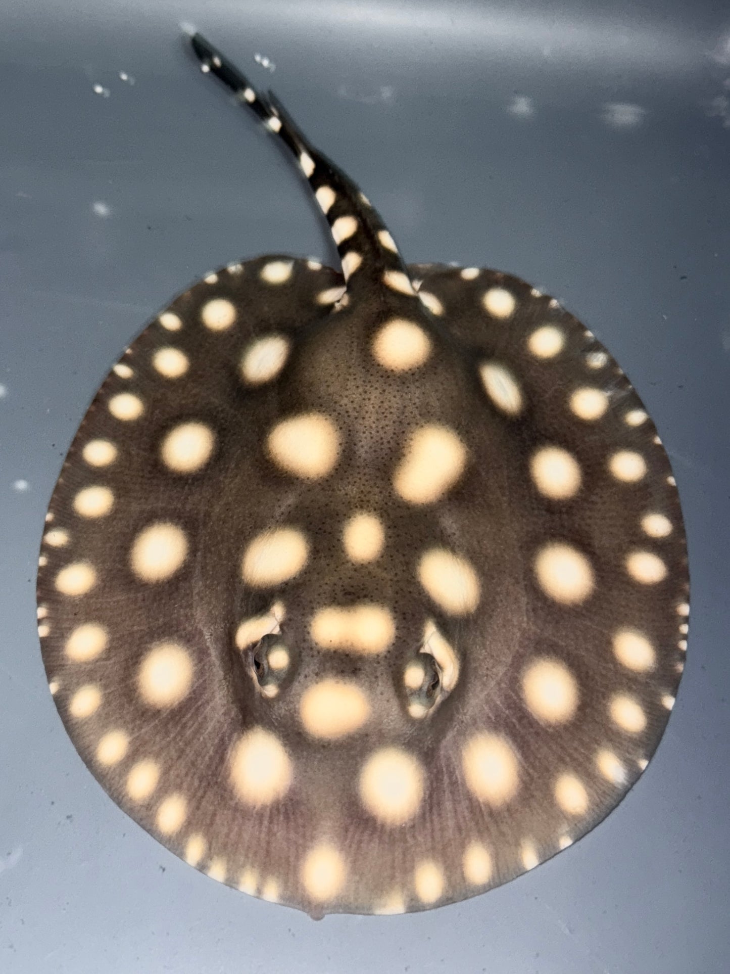 Superwhite x Blackdiamond Female 15cm