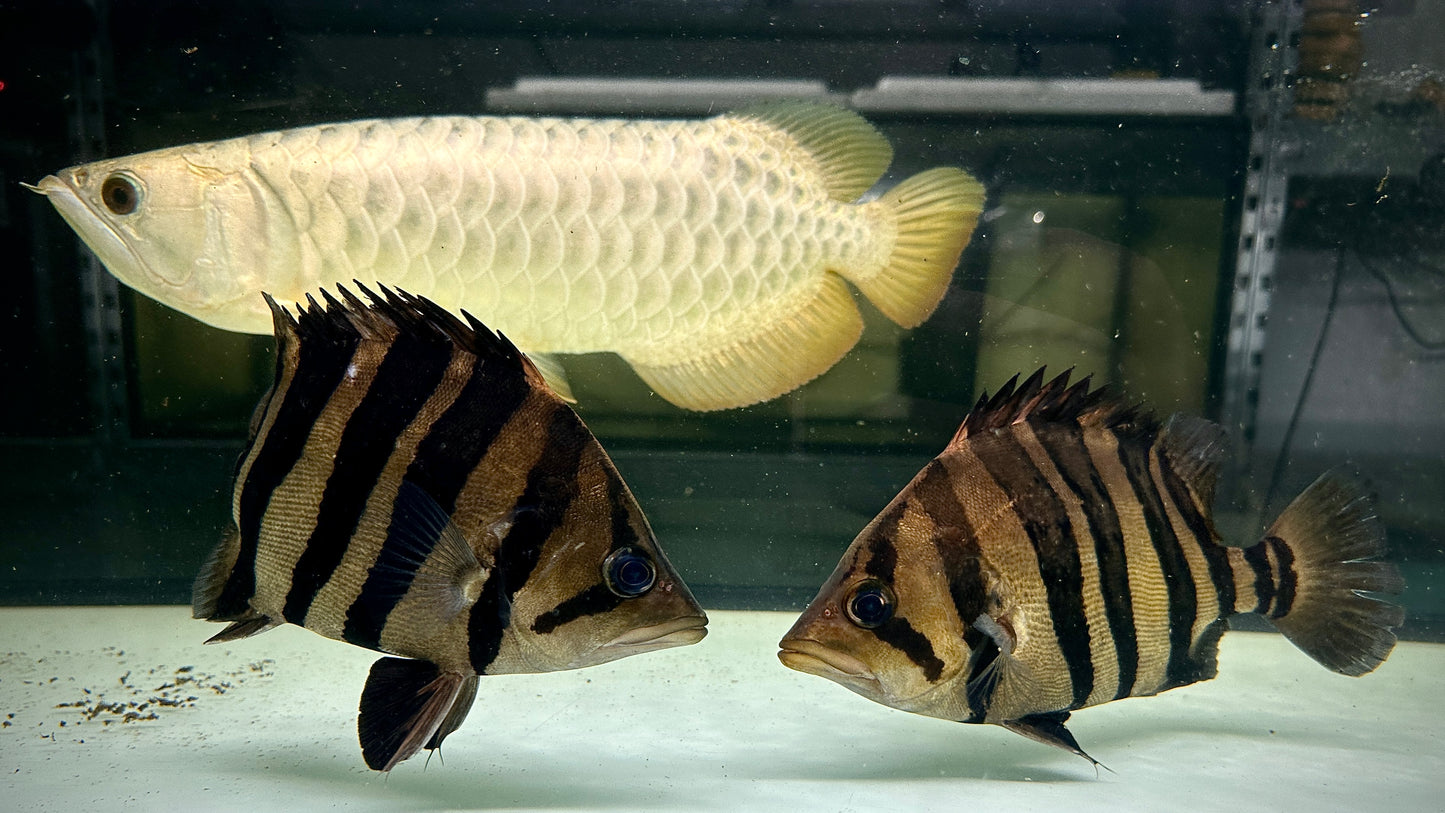 Sumatra Tiger 24cm, highbody, perfect bar