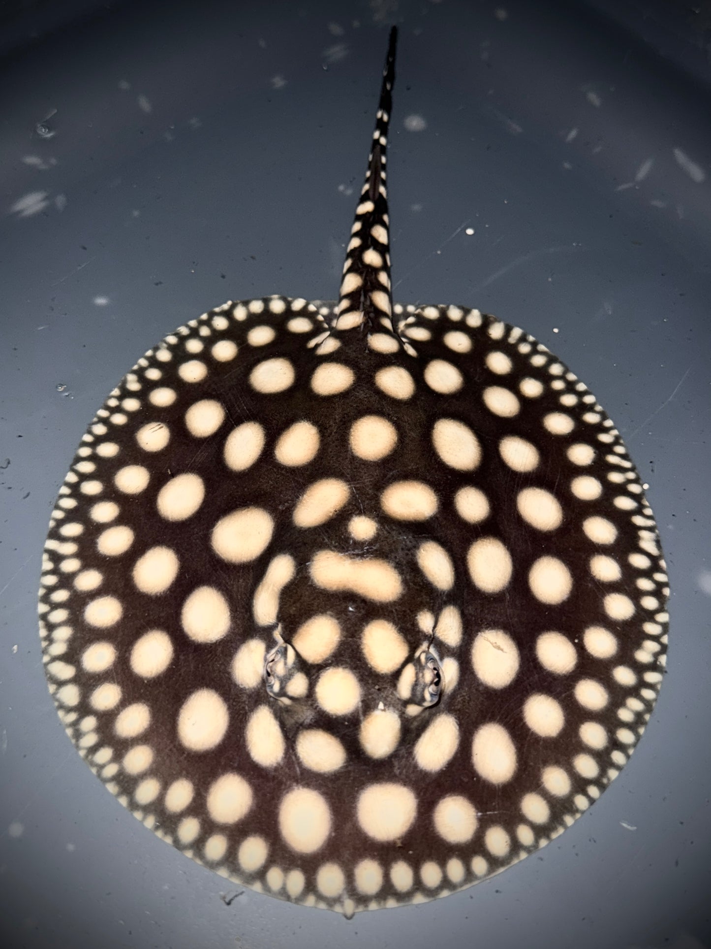 BD HYBRID FEMALE 16CM - POTAMOTRYGON SP.