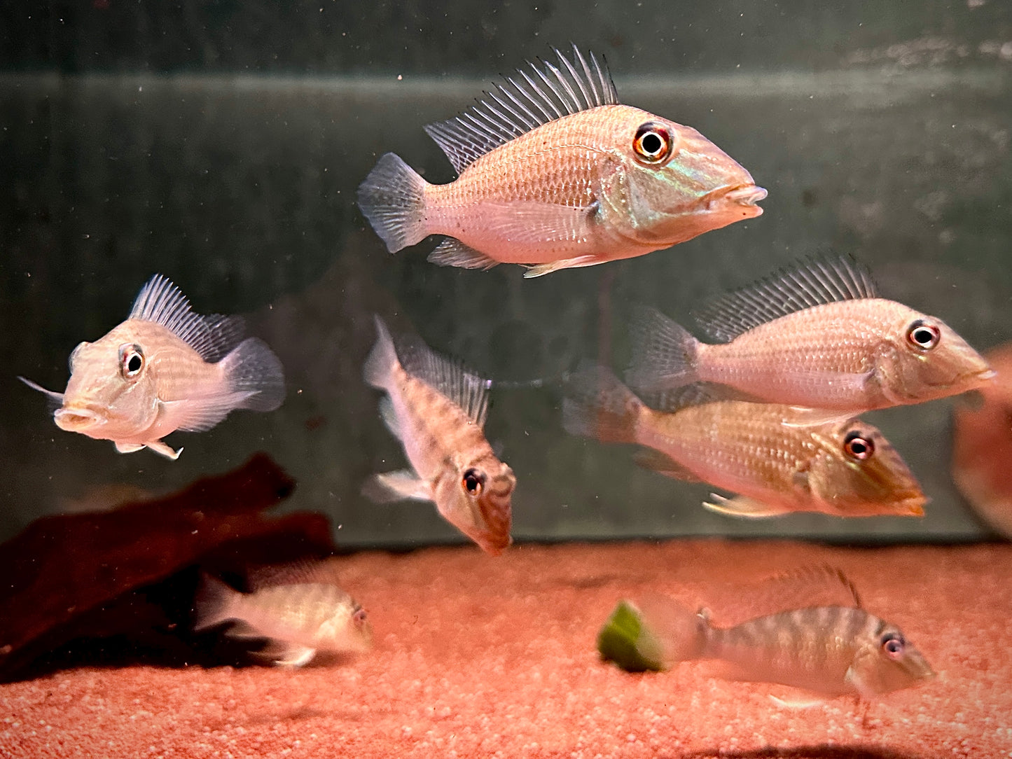 10pcs Satanoperca Jurupari 12cm (wild)