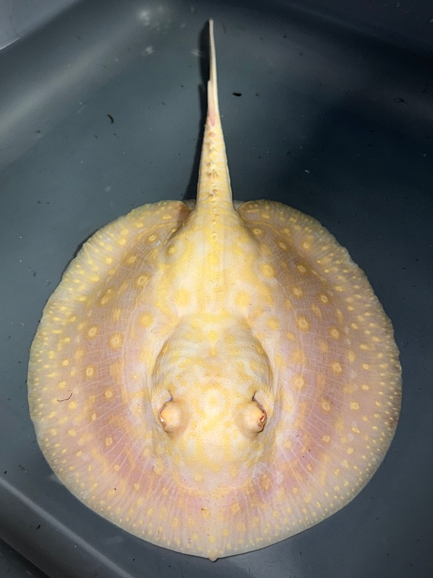 ALBINO GOLDENBASE PEARL FEMALE 18CM - POTAMOTRYGON JABUTI
