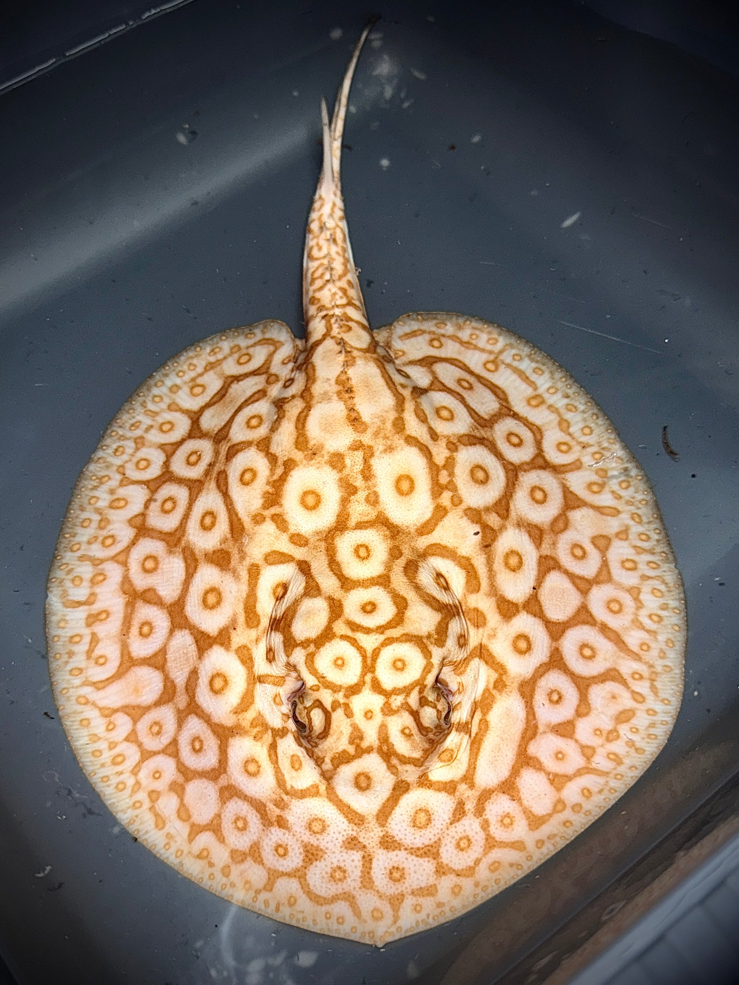 Red Albino Male 23cm (very strong color)