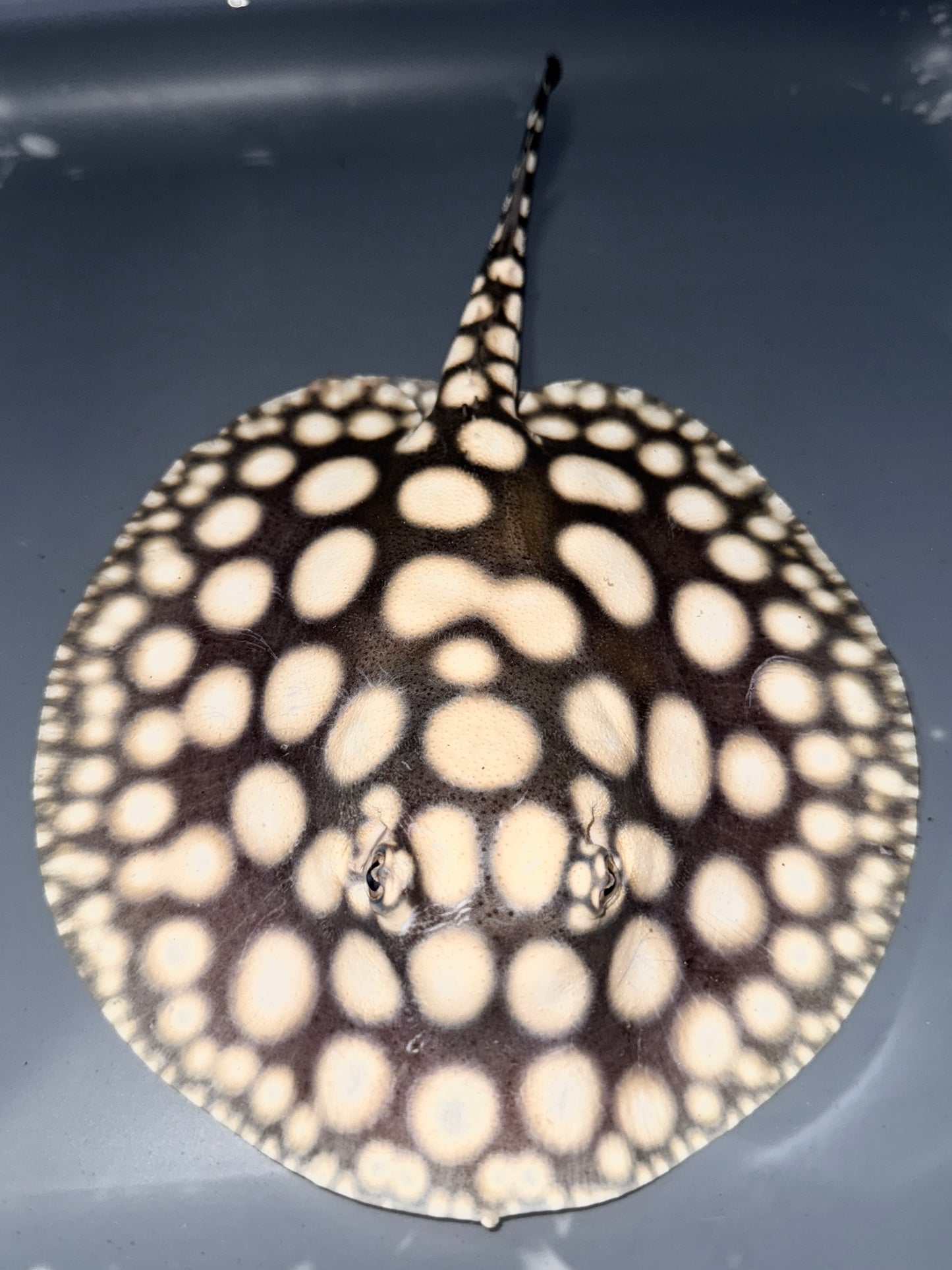 Superwhite female 16cm