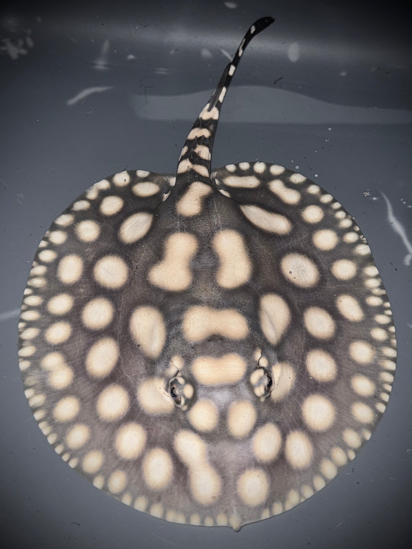 SAO FELIX BD x HENLEI MALE 15CM - POTAMOTRYGON SP.