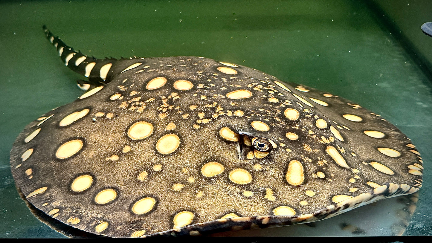 Henlei Male 30cm (mature breeder)