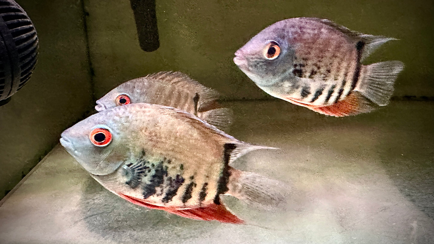 5pcs Heros Liberifer 12cm (wild)