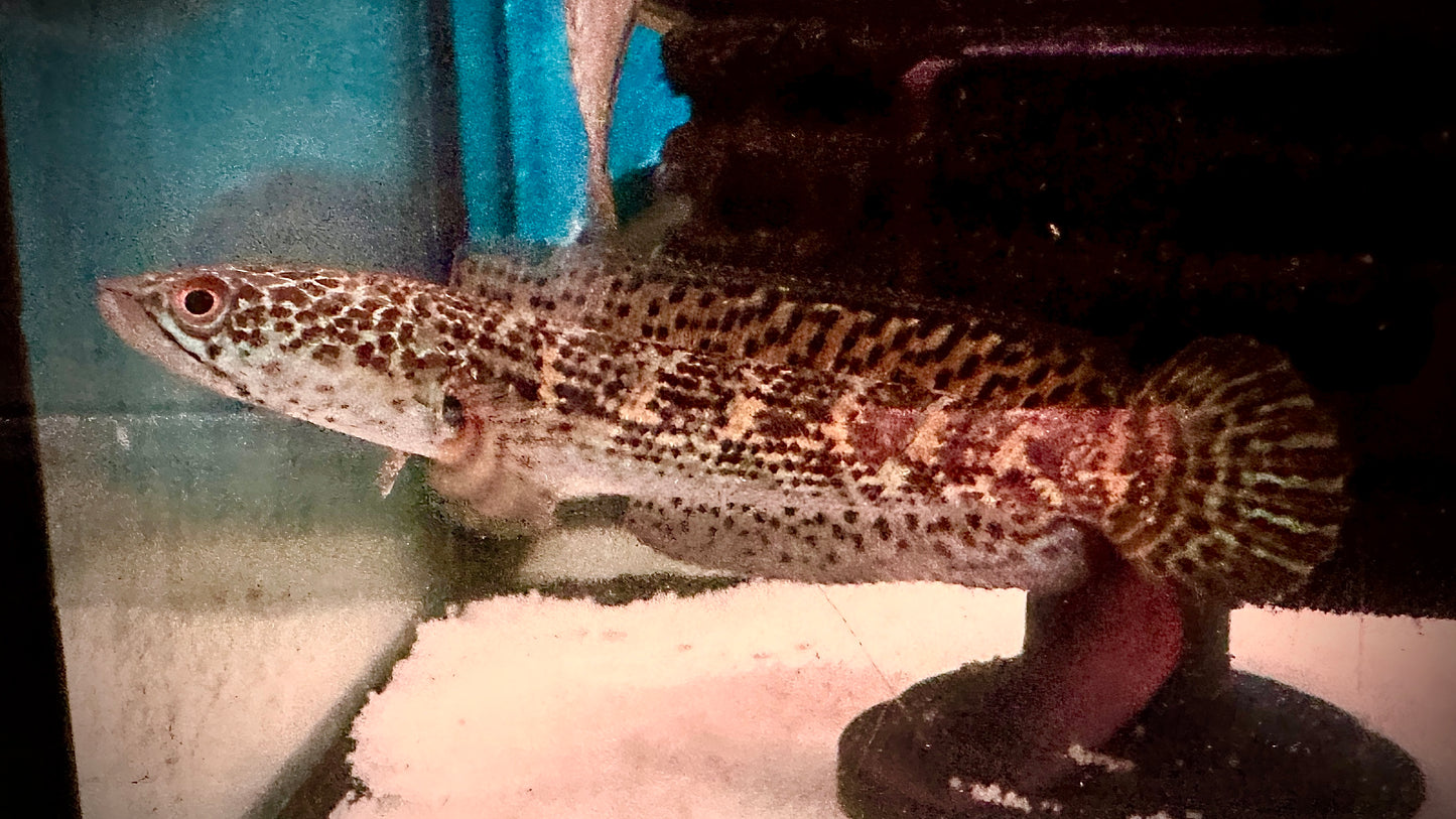 Cobra Snakehead 16-18cm
