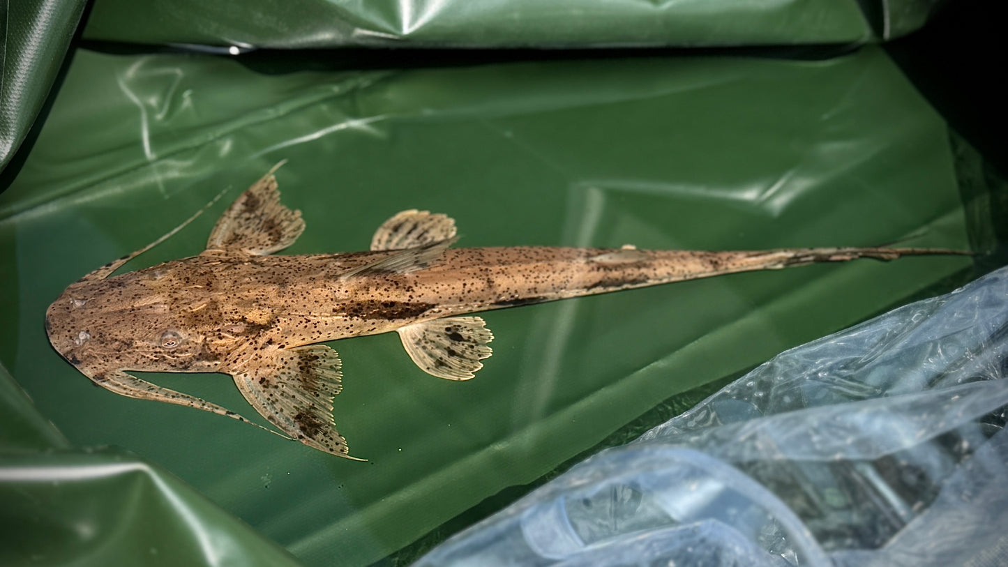 Crocodile Catfish, Guitar Goonch 30cm (Bagarius Suchus)