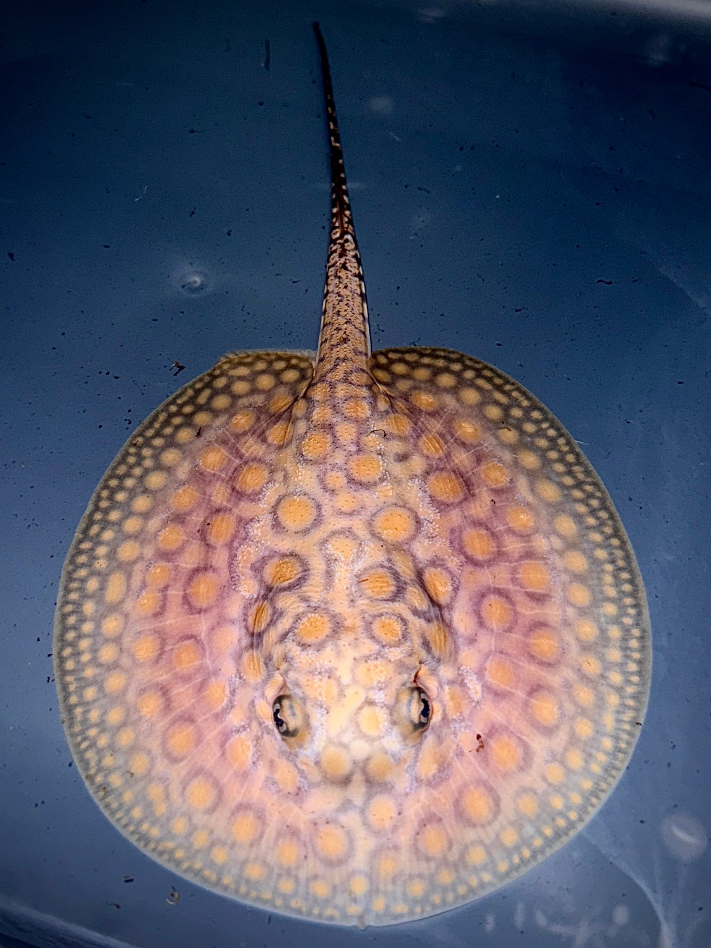 Marbled Motoro female 13cm