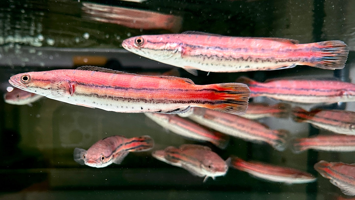 Channa Diplogramma 20cm