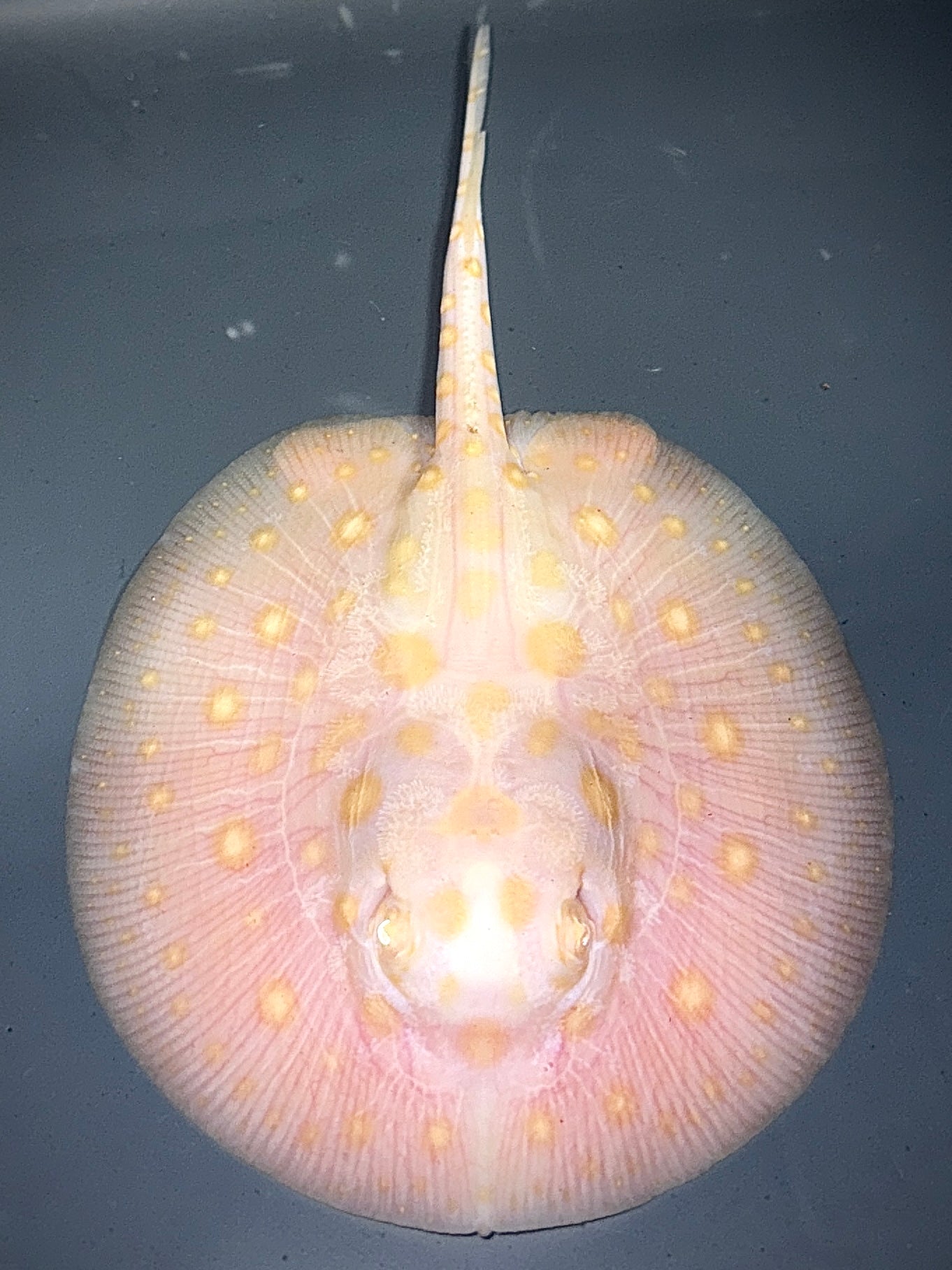 White Diamond Female 12cm (still on bloodworm)