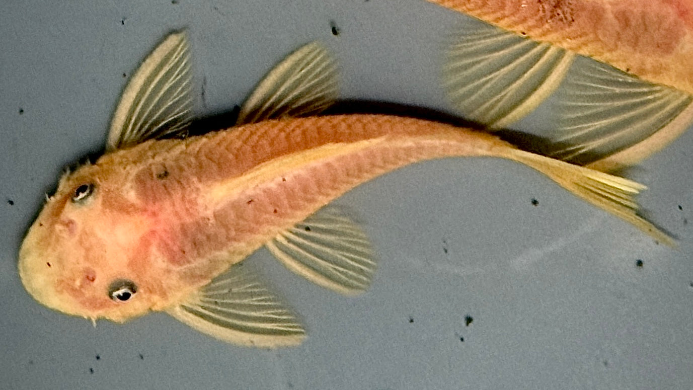 L144 Lemon Blue Eyed Ancistrus 6cm