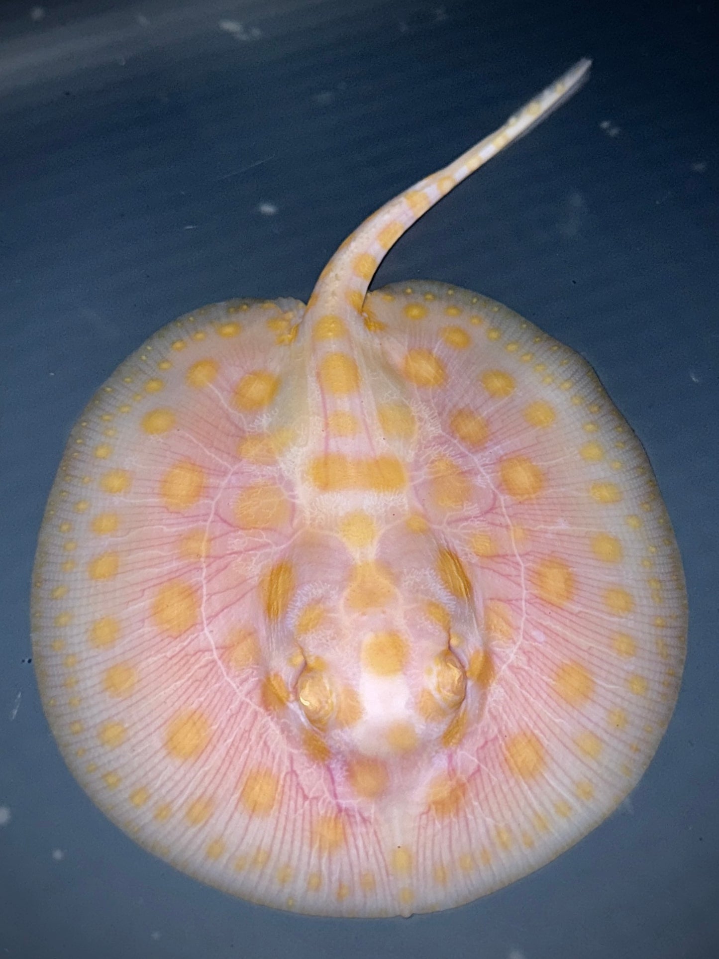 White Diamond Male 12cm (still on bloodworm)