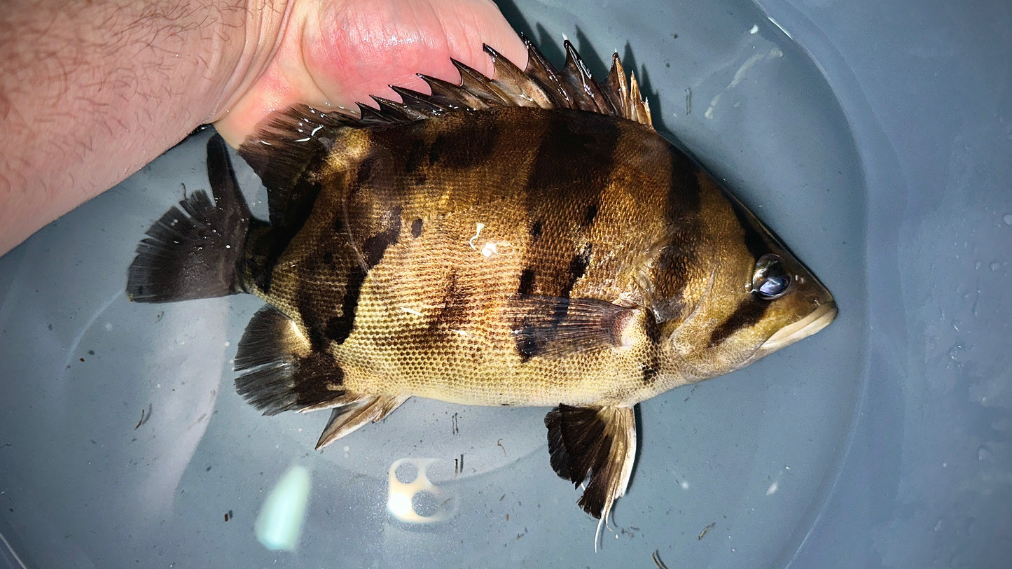 3 Bar Tigerfish 25cm