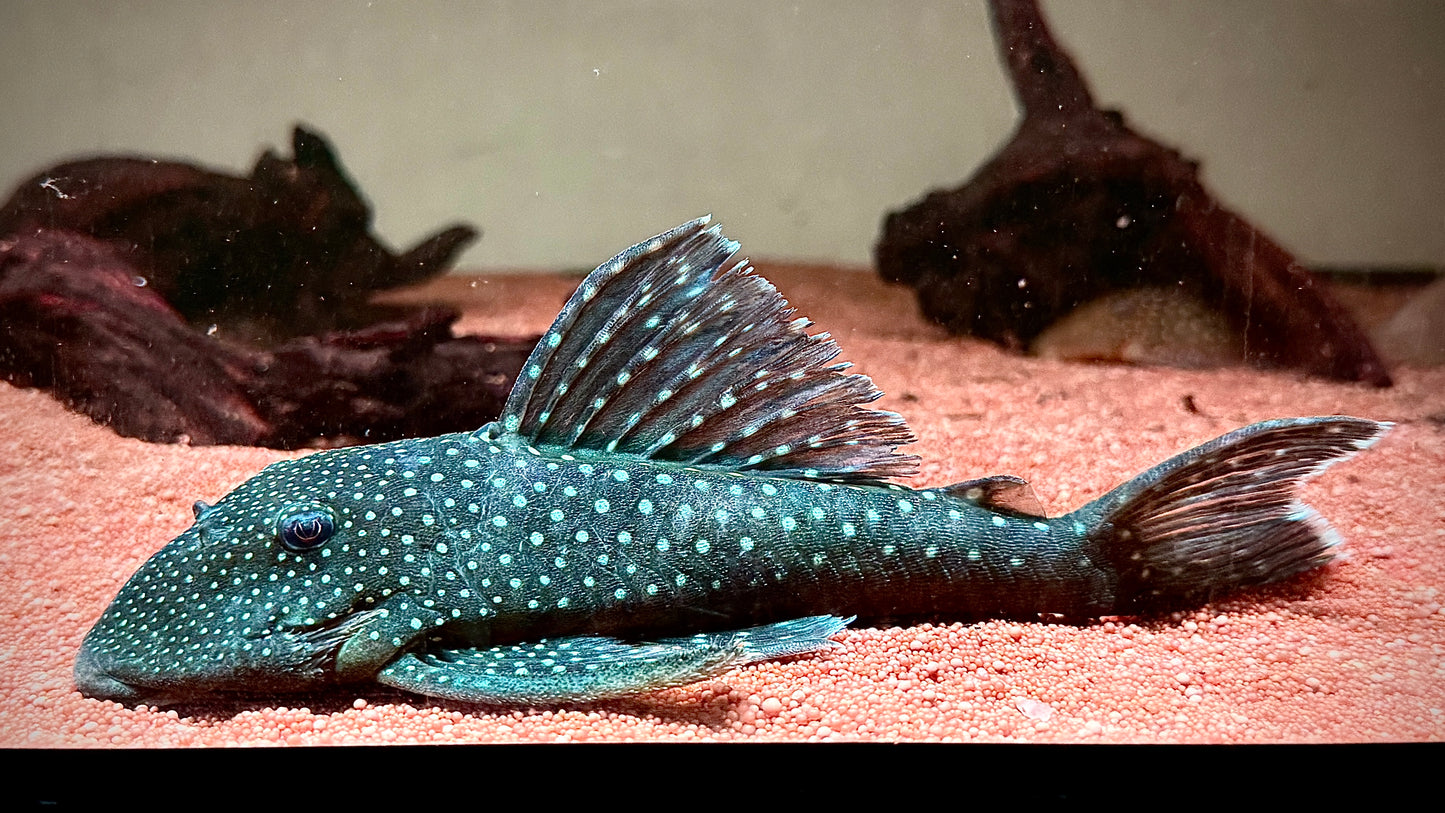 L128 Blue Phantom Pleco 20cm (rare so big)