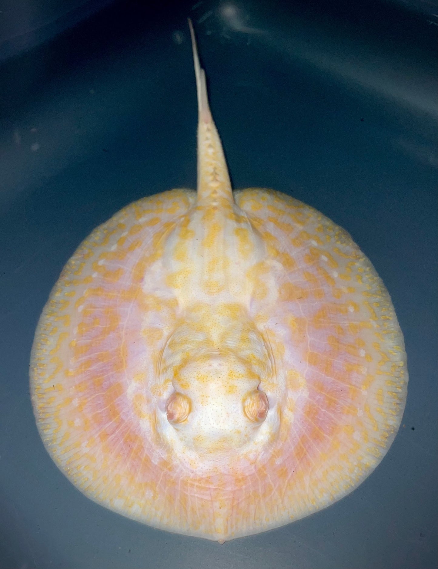 Albino Goldenbase Panda Female 17cm