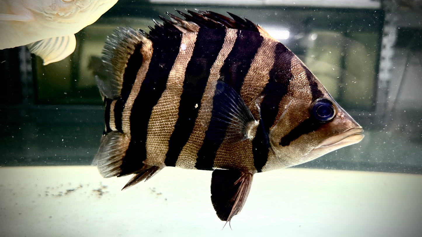 Sumatra Tiger 24cm, highbody, perfect bar
