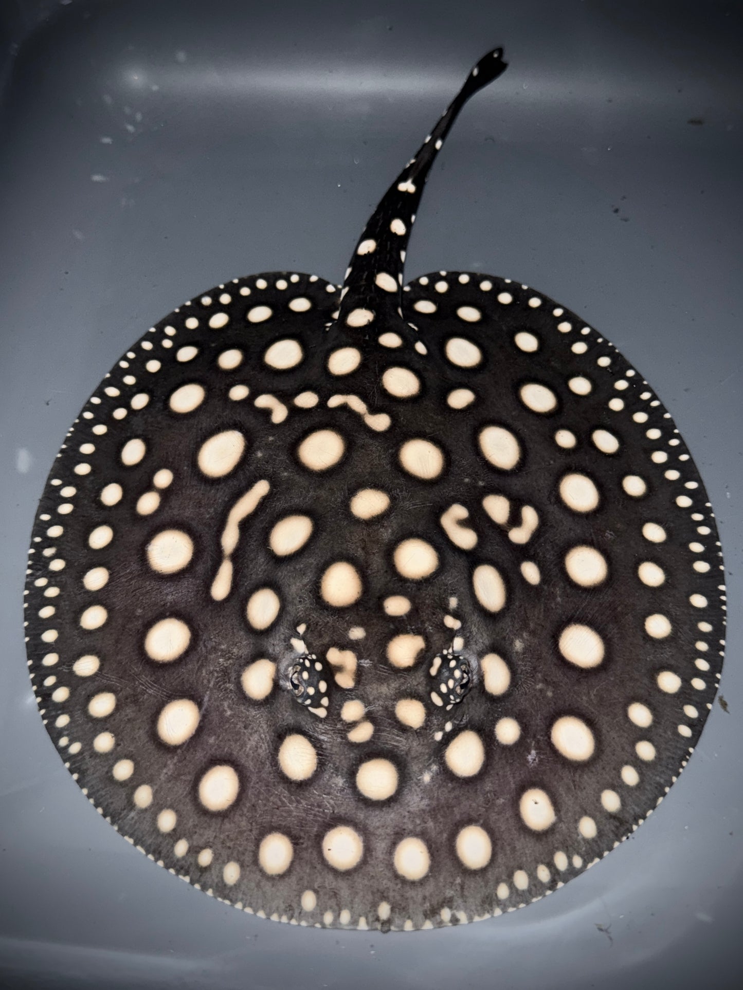 BLACK DIAMOND MALE 18CM - POTAMOTRYGON LEOPOLDI (pure wild bloodline guaranteed)