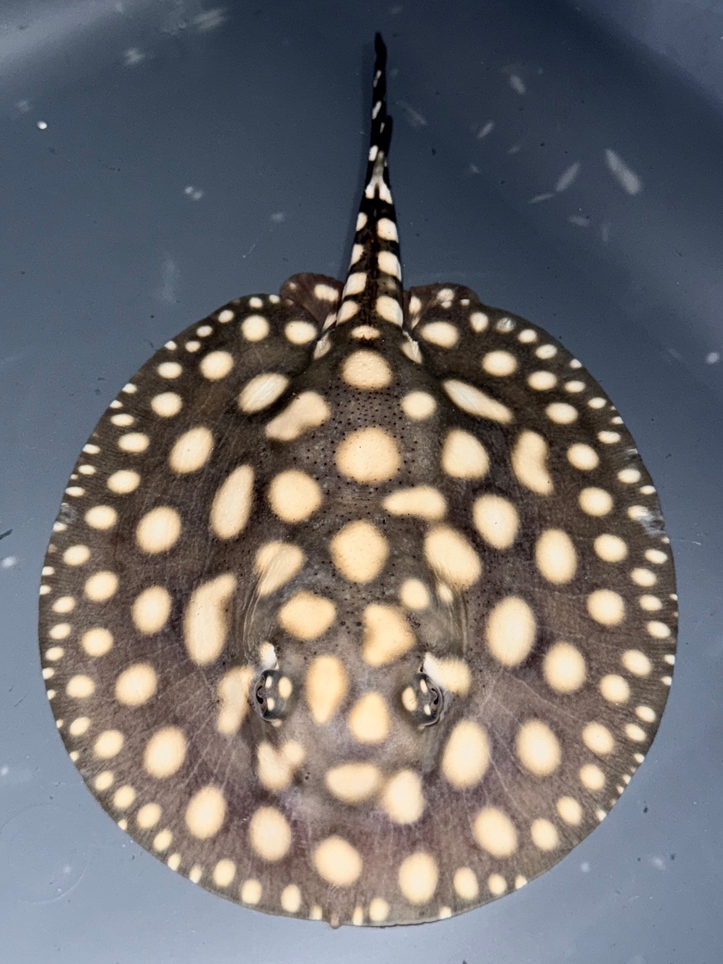 Superwhite x Blackdiamond Female 15cm