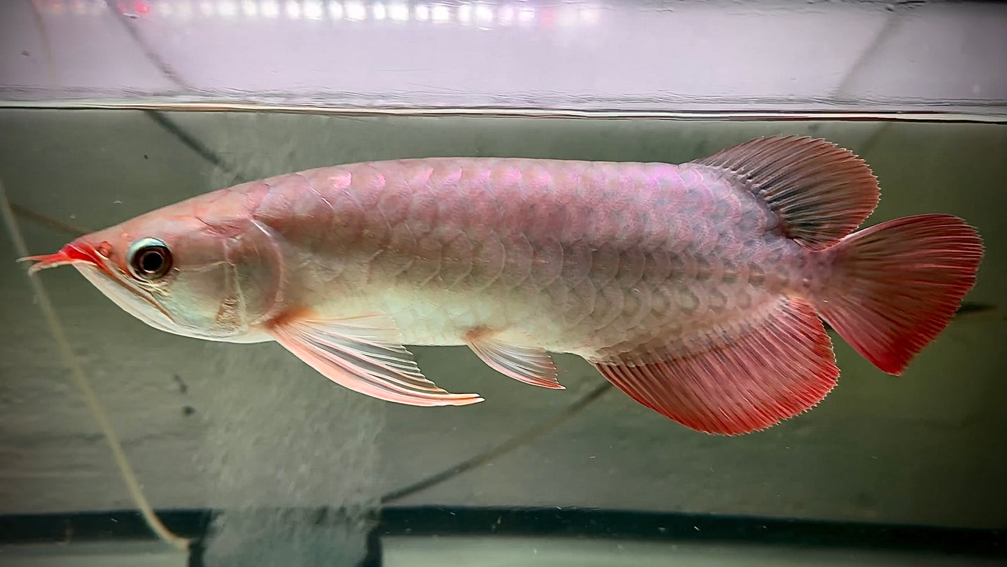 SUPERRED AROWANA 30CM - SCLEROPAGES FORMOSUS