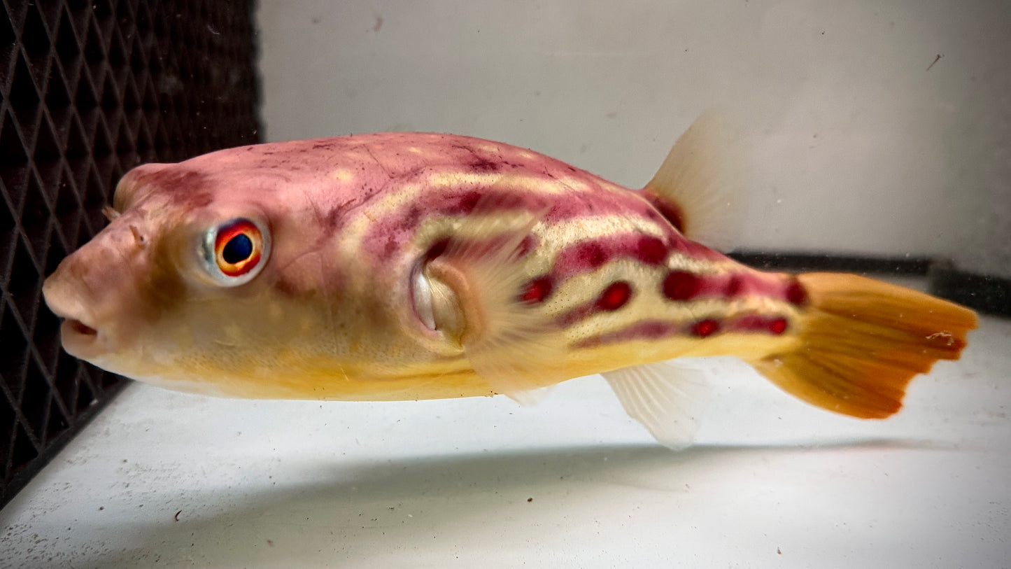 CROSS RIVER PUFFER 23CM - TETRAODON PUSTULATUS
