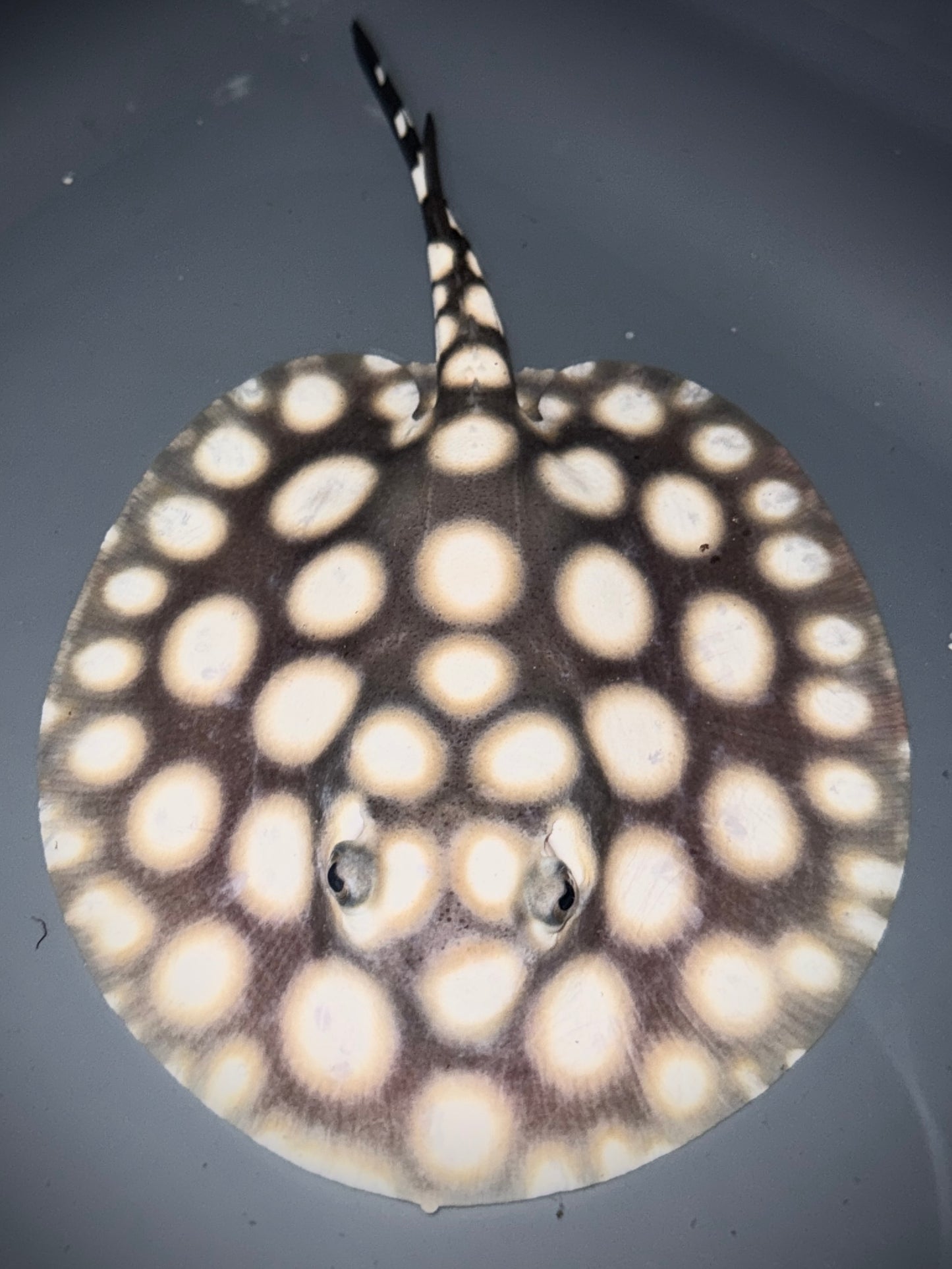 SUPERWHITE BD MALE 14CM - POTAMOTRYGON SP.