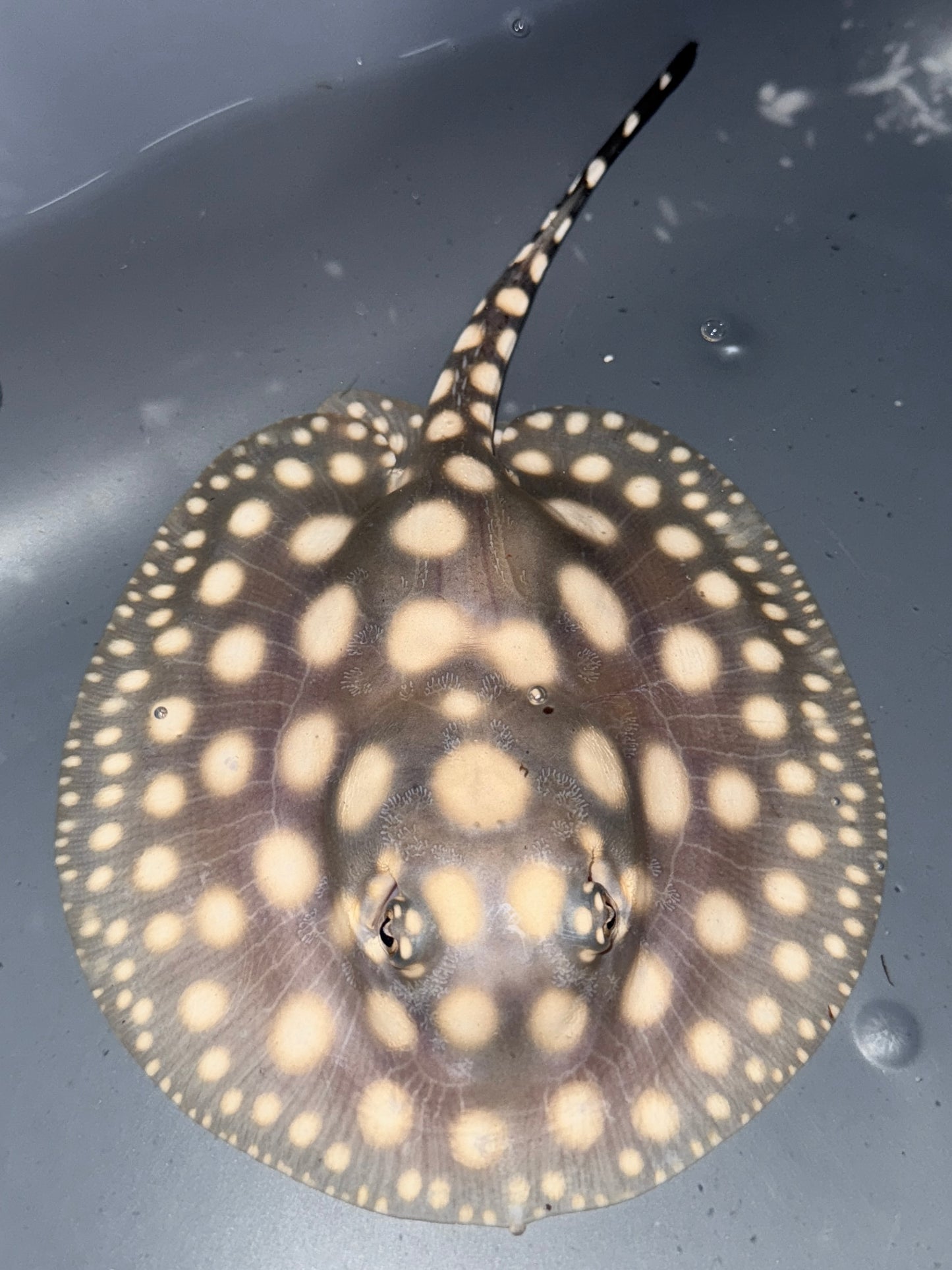 Superwhite x Blackdiamond Female 15cm