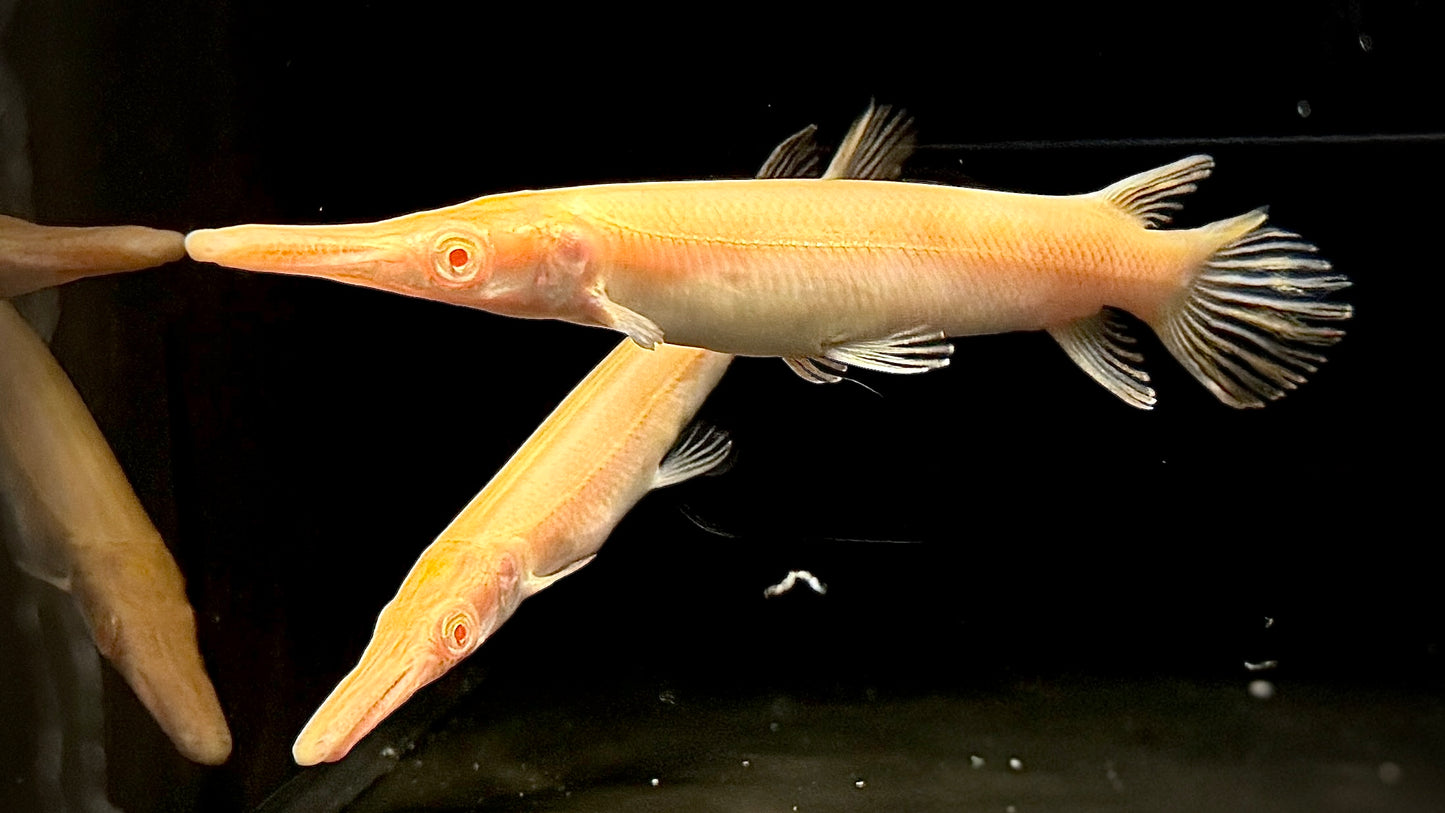 FAT BASTARD ALBINO ALLIGATOR GAR 14CM - ATRACTOSTEUS SPATULA